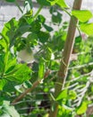 Organic pea pods with white flower on metal trellis fence near brick wall siding in Texas, USA Royalty Free Stock Photo