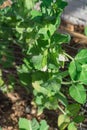 Organic pea pods with white flower on metal trellis fence near brick wall siding in Texas, USA Royalty Free Stock Photo