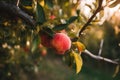 Organic Peach Hanging in Apple Orchard: Natural Delight. AI