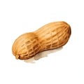 Organic Peanut Nuts Square Watercolor Illustration.