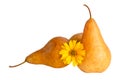 Organic pear with yellow flower on white isolated cut out image