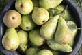 Organic pears in a bucket freshly harvested from the orchard, hi