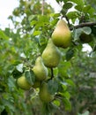 Organic pears