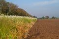 Daisies, sown to attract beneficial insects