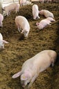 Organic pig farm Royalty Free Stock Photo