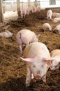 Organic pig farm Royalty Free Stock Photo