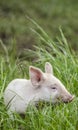 Organic pig Royalty Free Stock Photo