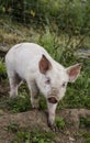 Organic piglets Royalty Free Stock Photo