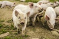 Organic piglets Royalty Free Stock Photo