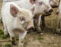Organic piglets Royalty Free Stock Photo