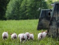 Organic piglets Royalty Free Stock Photo