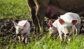 Organic piglets Royalty Free Stock Photo