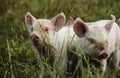 Organic piglets Royalty Free Stock Photo