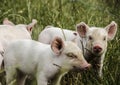 Organic piglets Royalty Free Stock Photo