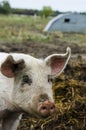 Organic pigs from the organic farm Royalty Free Stock Photo