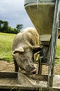 Organic pigs Royalty Free Stock Photo