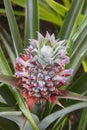 Organic pineapple detail greenhouse in Sao Miguel. Azores island