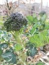 Organic plantation broccoli on the plantation photographed from above close-up, Health,  nutrition, green, fresh, vegetarian veget Royalty Free Stock Photo