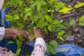 Organic plantation of coca plants in the Peruvian jungle. Royalty Free Stock Photo