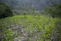 Organic plantation of coca plants in the Peruvian jungle. Royalty Free Stock Photo