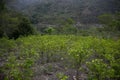 Organic plantation of coca plants in the Peruvian jungle.