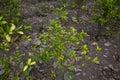 Organic plantation of coca plants in the Peruvian jungle. Royalty Free Stock Photo
