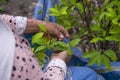 Organic plantation of coca plants in the Peruvian jungle. Royalty Free Stock Photo