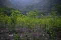 Organic plantation of coca plants in the Peruvian jungle. Royalty Free Stock Photo