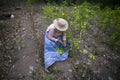 Organic plantation of coca plants in the Peruvian jungle.