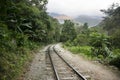 Organic plantation of coca plants in the Peruvian jungle.Hiking from Santa Teresa HidroelÃÂ©ctrica to Aguas Calientes Royalty Free Stock Photo