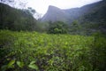 Organic plantation of coca plants in the Peruvian jungle. Royalty Free Stock Photo