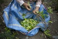 Organic plantation of coca plants in the Peruvian jungle. Royalty Free Stock Photo