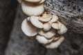 Organic plantation farm business. Oyster mushrooms growing on bags