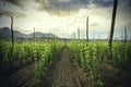 Organic plantation of hops in the sunset. Royalty Free Stock Photo