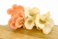 Organic Pleurotus djamor or pink oyster mushroom. Royalty Free Stock Photo