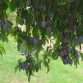 Organic plums closeup on tree