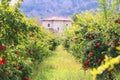 Organic Pomegranate Farm in Mugla, Turkey