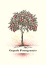 Organic Pomegranate Tree Sign. Fresh Juice Local Farm Fruit Artistic Illustration