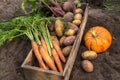 Organic potato, carrot, beetroot and pumpkin in garden close up. Autumn harvest of different vegetables Royalty Free Stock Photo