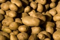 Organic Potato Harvest Royalty Free Stock Photo