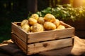 Organic potato harvest - freshly dug potatoes ready for market - farm fresh for sale