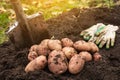 Organic potato harvest. Freshly harvested potato with shovel on soil in farm garden