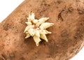 Organic potato with sprouts roots isolated on a white background Royalty Free Stock Photo