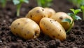 Organic potatoes growing in soil with green sprouts