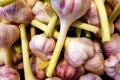 Garlic. Fresh, organic garlic pile. Royalty Free Stock Photo