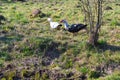 Organic poultry: muscovy ducks. Rural landscape. Farming, agriculture