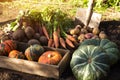 Organic pumpkin, carrot, beetroot, and potatoes in sunlight. Autumn harvest of different fresh raw vegetables in wooden box Royalty Free Stock Photo