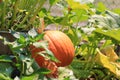 Organic pumpkin growing on the vine Royalty Free Stock Photo