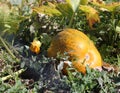 Organic pumpkin growing on the vine Royalty Free Stock Photo