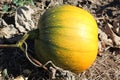 Organic pumpkin growing on the vine Royalty Free Stock Photo